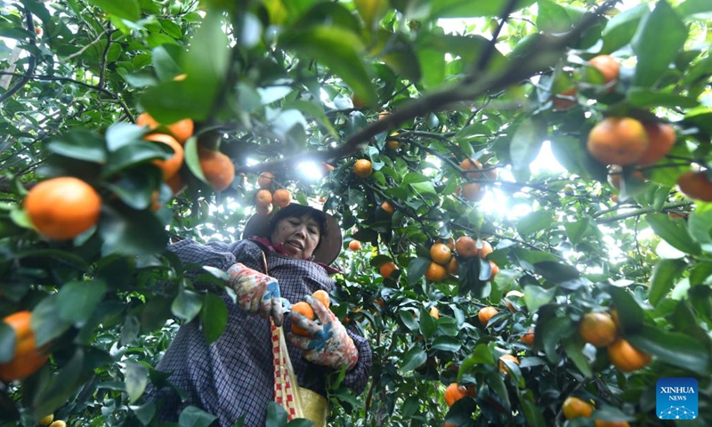 A woman harvests sugar tangerines at Si'an Village in Liujiang District of Liuzhou City, south China's Guangxi Zhuang Autonomous Region, Dec. 18, 2024. In recent years, Liujiang District of Liuzhou City has made efforts to develop local characteristic agriculture to provide more jobs for rural women. (Xinhua/Huang Xiaobang)