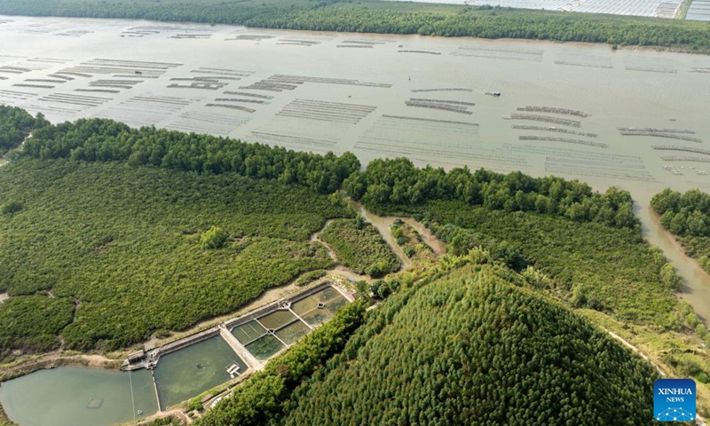 An aerial drone photo shows a view of Zhenhai Bay mangrove national wetland park in Taishan City, south China's Guangdong Province, Dec. 18, 2024.(Xinhua/Wu Zhizun)