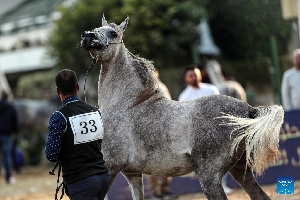 A breeder leads a horse during an Arabian horse beauty contest in Cairo, Egypt, on Dec. 19, 2024. The Egyptian Pride, a three-day horse beauty contest, started on Thursday with the participation of about 200 Arabian horses. (Xinhua/Ahmed Gomaa)