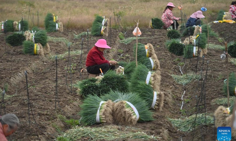 A group of women pick chives at Jueshan Village in Liujiang District of Liuzhou City, south China's Guangxi Zhuang Autonomous Region, Nov. 3, 2024. In recent years, Liujiang District of Liuzhou City has made efforts to develop local characteristic agriculture to provide more jobs for rural women. (Xinhua/Huang Xiaobang)