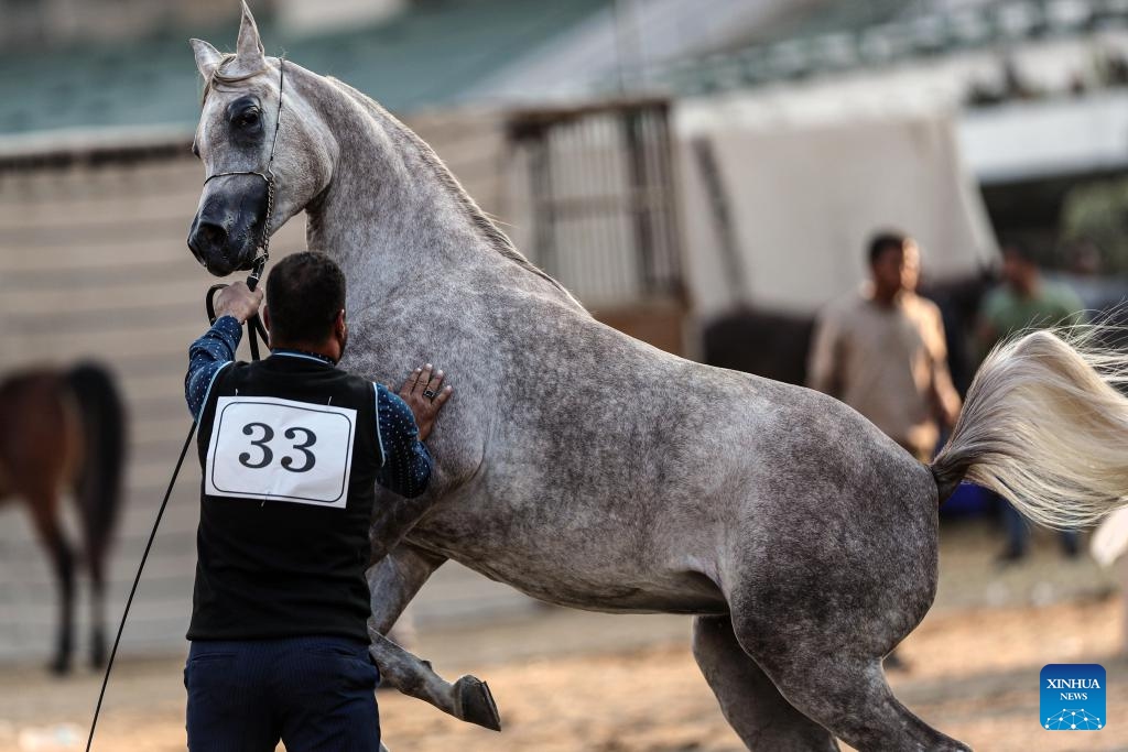 A breeder leads a horse during an Arabian horse beauty contest in Cairo, Egypt, on Dec. 19, 2024. The Egyptian Pride, a three-day horse beauty contest, started on Thursday with the participation of about 200 Arabian horses. (Xinhua/Ahmed Gomaa)