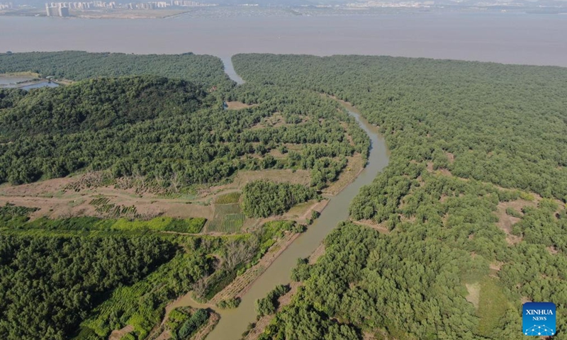 An aerial drone photo shows mangrove forests on Qi'ao Island of Zhuhai City, south China's Guangdong Province, Nov. 27, 2024.(Xinhua/Deng Hua)