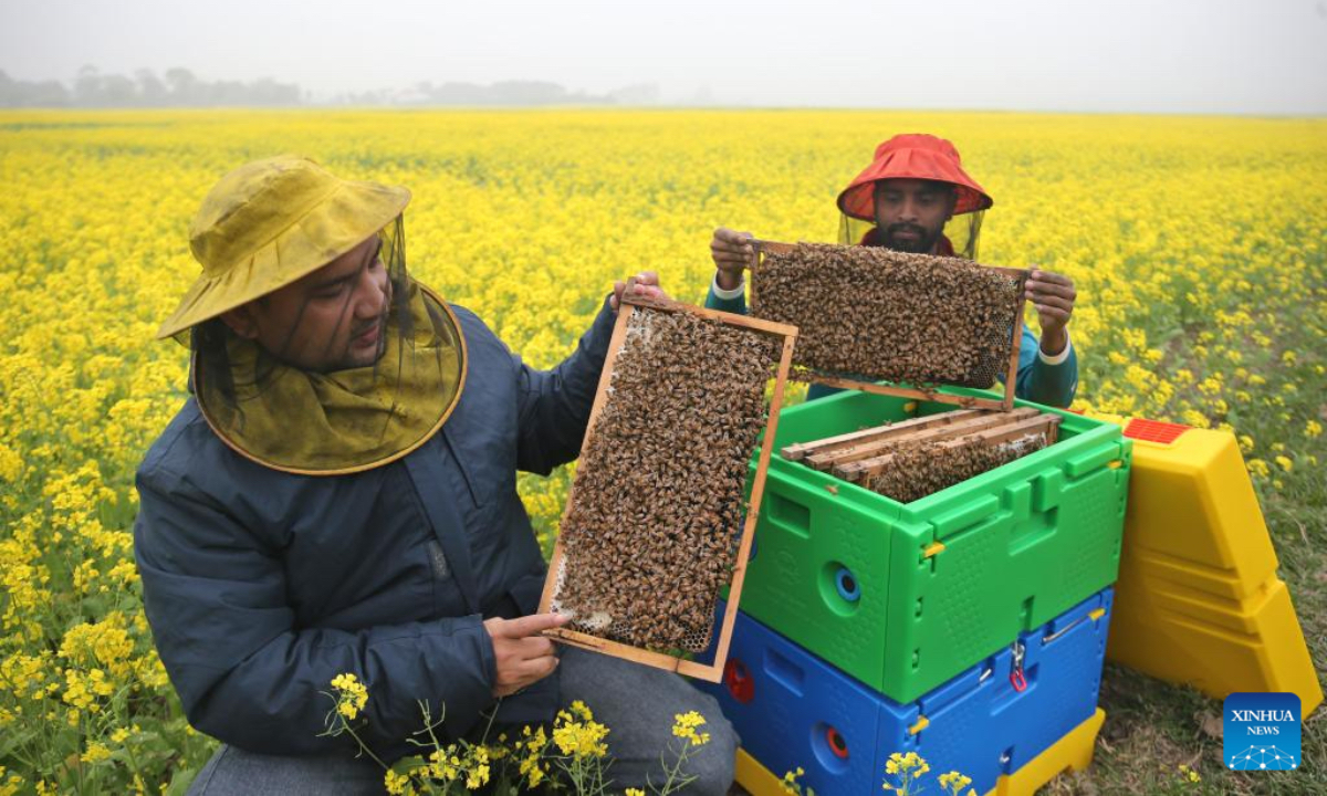 Beekeepers collect honeycombs at a blooming mustard field in Munshiganj, Bangladesh, Jan. 3, 2025. According to the Bangladesh Institute of Apiculture (BIA), around 25,000 cultivators, including 1,000 commercial agriculturists, produce at least 1,500 tonnes of honey a year across the country. (Photo; Xinhua)