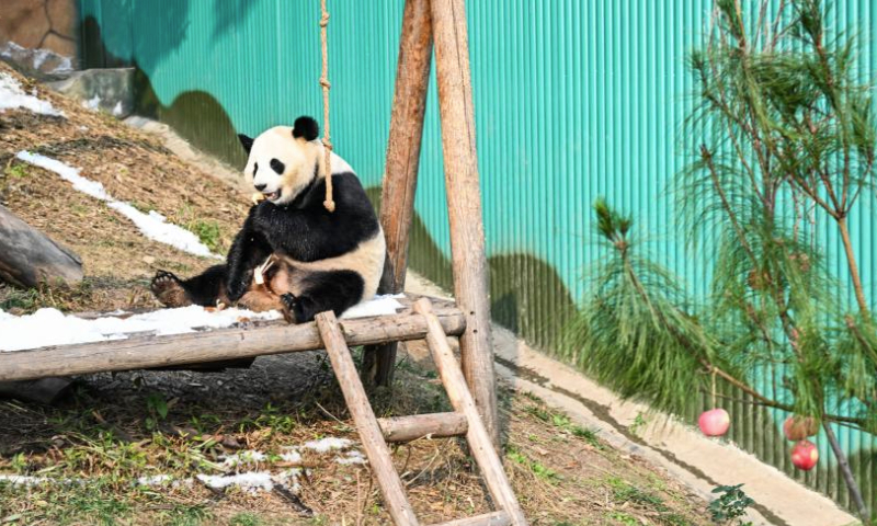 This photo taken on Jan. 1, 2025 shows a panda at Locajoy animal theme park in Yongchuan district of southwest China's Chongqing Municipality. On the first day of the New Year, the Locajoy animal theme park in Chongqing held a celebration for its four giant pandas, marking their first anniversary at the park.

Since their arrival at the park last year, the four giant pandas have successfully adapted to their new surroundings under the attentive care of their keepers. Their relaxed lifestyle and endearing appearance have brought much joy to visitors. (Xinhua/Wang Quanchao)