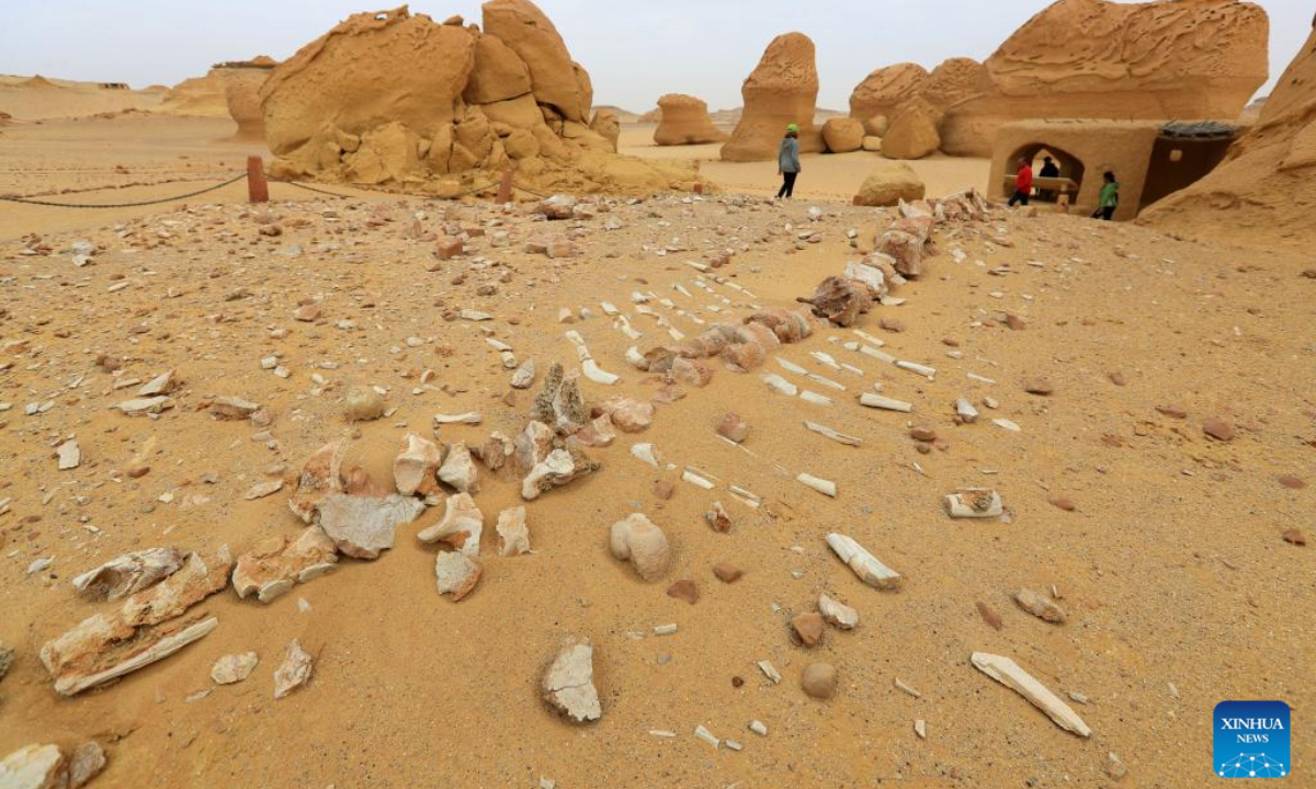 This photo taken on Dec. 26, 2024 shows whale fossil remains at Wadi Al-Hitan, or the Whale Valley, in Fayoum, Egypt. Wadi Al-Hitan, or the Whale Valley, located in the desert of Fayoum, features invaluable fossil remains of the earliest, and now extinct, suborder of whales, Archaeoceti. It was designated a United Nations Educational, Scientific and Cultural Organization (UNESCO) World Heritage Site in 2005. (Photo: Xinhua)