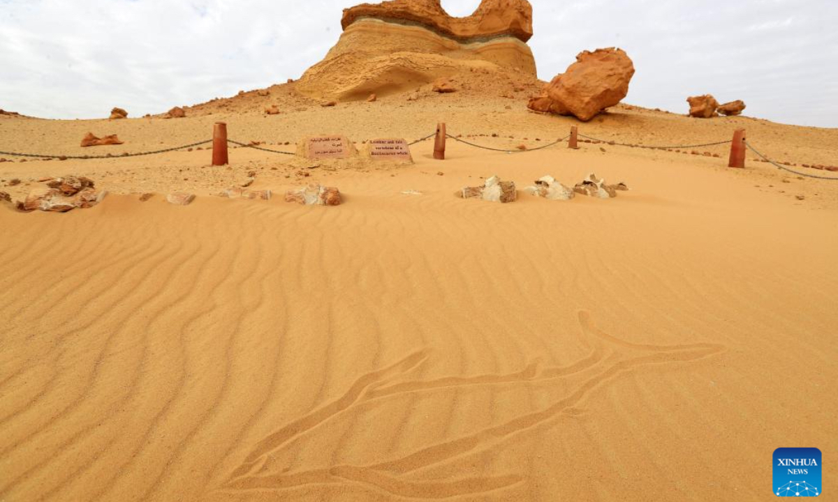 This photo taken on Dec. 26, 2024 shows whale fossil remains at Wadi Al-Hitan, or the Whale Valley, in Fayoum, Egypt. Wadi Al-Hitan, or the Whale Valley, located in the desert of Fayoum, features invaluable fossil remains of the earliest, and now extinct, suborder of whales, Archaeoceti. It was designated a United Nations Educational, Scientific and Cultural Organization (UNESCO) World Heritage Site in 2005. (Photo: Xinhua)