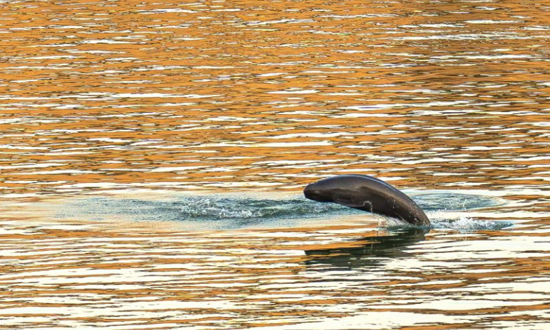 This photo taken on Jan. 5, 2025 shows a Yangtze finless porpoise swimming near the lower reaches of the Gezhouba Dam in Yichang City, central China's Hubei Province. The Yangtze finless porpoise is a national first-class protected wild animal and its population status serves as a barometer of the ecological environment of the Yangtze River.

In recent years, the population of the species here has increased steadily as systematic ecological restoration efforts were implemented. (Xinhua/Xiao Yijiu)