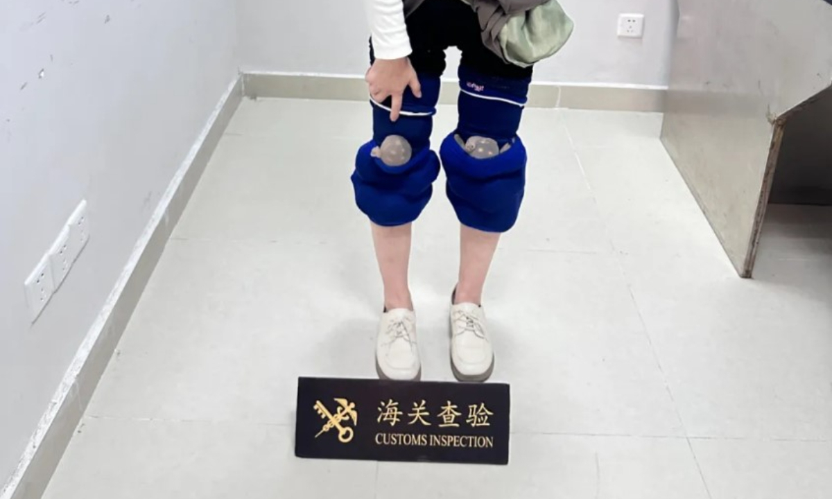 A woman with a total of 25 live endangered turtles hidden on her legs attempted to enter the country via Zhuhai port of the Hong Kong-Zhuhai-Macao Bridge and was seized on the spot by customs officers. Photo: China's General Administration of Customs