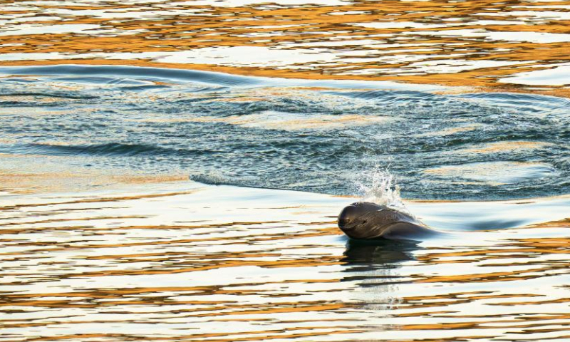 This photo taken on Jan. 5, 2025 shows a Yangtze finless porpoise swimming near the lower reaches of the Gezhouba Dam in Yichang City, central China's Hubei Province. The Yangtze finless porpoise is a national first-class protected wild animal and its population status serves as a barometer of the ecological environment of the Yangtze River.

In recent years, the population of the species here has increased steadily as systematic ecological restoration efforts were implemented. (Xinhua/Xiao Yijiu)