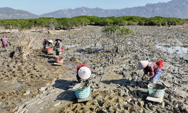 A drone photo taken on Jan. 4, 2025 shows villagers planting mangroves at the Zhangjiangkou National Mangrove Nature Reserve in Yunxiao County, southeast China's Fujian Province. Located in the estuary of the Zhangjiang river, the Zhangjiangkou National Mangrove Nature Reserve covers an area of 2,360 hectares. It was listed as one of the Wetlands of International Importance under the Ramsar Convention on Wetlands in 2008. (Xinhua/Lin Shanchuan)