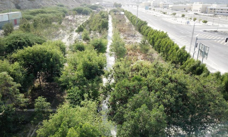 An aerial photo taken on Sept. 15, 2024 shows a view of the Pakistan-China friendship forest in Gwadar, Balochistan province, southwestern Pakistan. (Xinhua/Ahmad Kamal)