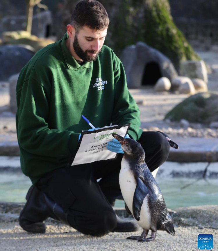 A keeper counts penguin during the annual stocktake at London Zoo in London, Britain, Jan. 3, 2025. (Xinhua)