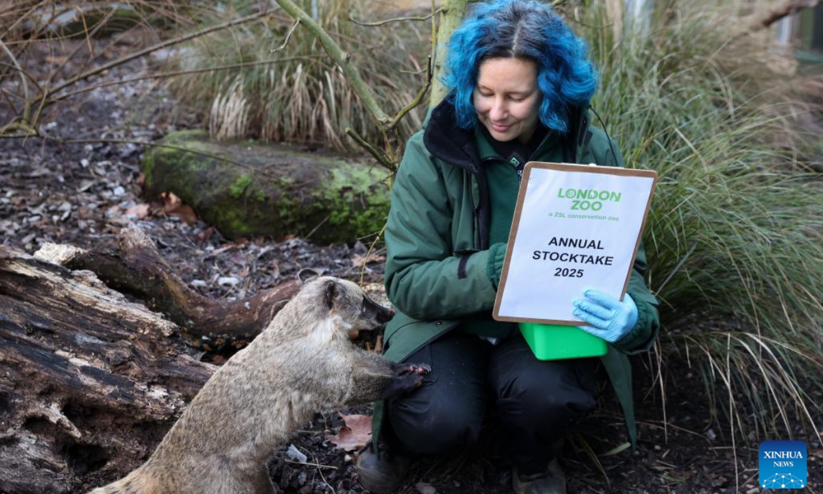 A keeper counts brown-nosed coatis during the annual stocktake at London Zoo in London, Britain, Jan. 3, 2025. (Xinhua)