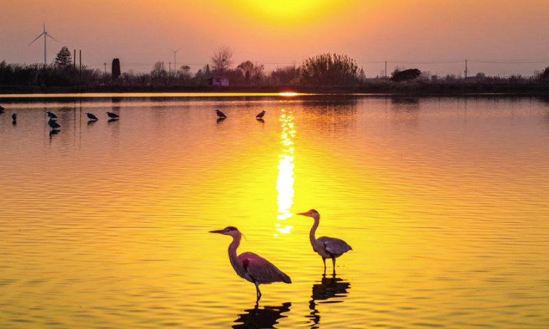 A drone photo taken on Dec. 25, 2024 shows migrant birds at the Lixiahe National Wetland Park in Xinghua City, east China's Jiangsu Province. (Photo by Zhou Shegen/Xinhua)