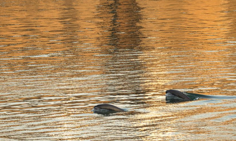 This photo taken on Jan. 5, 2025 shows Yangtze finless porpoises swimming near the lower reaches of the Gezhouba Dam in Yichang City, central China's Hubei Province. The Yangtze finless porpoise is a national first-class protected wild animal and its population status serves as a barometer of the ecological environment of the Yangtze River.

In recent years, the population of the species here has increased steadily as systematic ecological restoration efforts were implemented. (Xinhua/Xiao Yijiu)