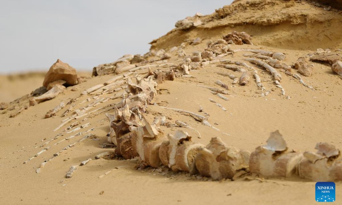 This photo taken on Dec. 26, 2024 shows whale fossil remains at Wadi Al-Hitan, or the Whale Valley, in Fayoum, Egypt. Wadi Al-Hitan, or the Whale Valley, located in the desert of Fayoum, features invaluable fossil remains of the earliest, and now extinct, suborder of whales, Archaeoceti. It was designated a United Nations Educational, Scientific and Cultural Organization (UNESCO) World Heritage Site in 2005. (Photo: Xinhua)