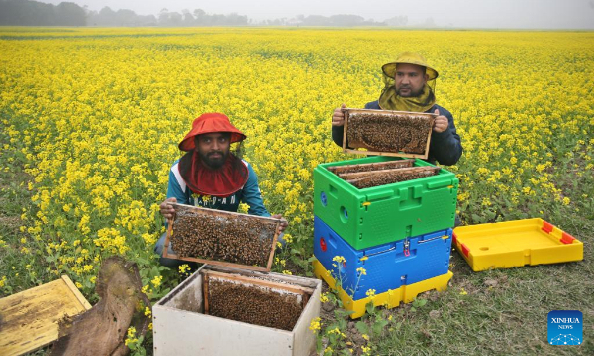 Beekeepers collect honeycombs at a blooming mustard field in Munshiganj, Bangladesh, Jan. 3, 2025. According to the Bangladesh Institute of Apiculture (BIA), around 25,000 cultivators, including 1,000 commercial agriculturists, produce at least 1,500 tonnes of honey a year across the country. (Photo; Xinhua)