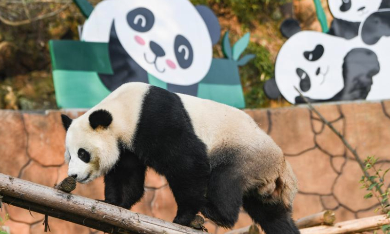 This photo taken on Jan. 1, 2025 shows a panda at Locajoy animal theme park in Yongchuan district of southwest China's Chongqing Municipality. On the first day of the New Year, the Locajoy animal theme park in Chongqing held a celebration for its four giant pandas, marking their first anniversary at the park.

Since their arrival at the park last year, the four giant pandas have successfully adapted to their new surroundings under the attentive care of their keepers. Their relaxed lifestyle and endearing appearance have brought much joy to visitors. (Xinhua/Wang Quanchao)