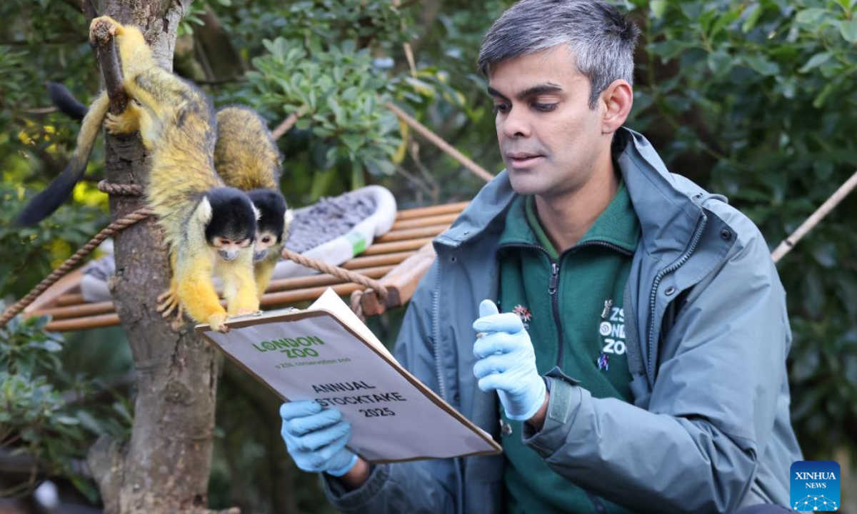 A keeper counts squirrel monkeys during the annual stocktake at London Zoo in London, Britain, Jan. 3, 2025. (Xinhua)