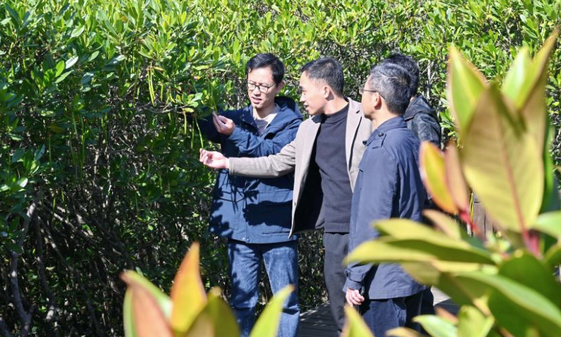 A staff member (1st L) briefs visitors on plants at the Zhangjiangkou National Mangrove Nature Reserve in Yunxiao County, southeast China's Fujian Province, Jan. 4, 2025. Located in the estuary of the Zhangjiang river, the Zhangjiangkou National Mangrove Nature Reserve covers an area of 2,360 hectares. It was listed as one of the Wetlands of International Importance under the Ramsar Convention on Wetlands in 2008. (Xinhua/Lin Shanchuan)