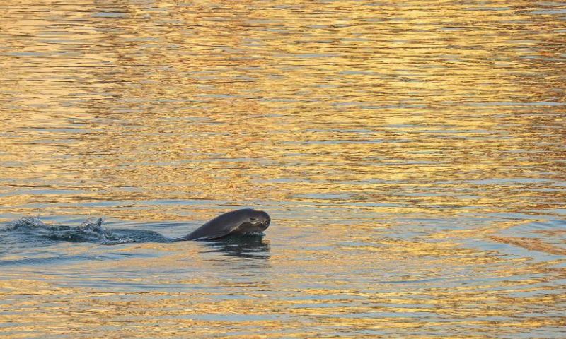 This photo taken on Jan. 5, 2025 shows a Yangtze finless porpoise swimming near the lower reaches of the Gezhouba Dam in Yichang City, central China's Hubei Province. The Yangtze finless porpoise is a national first-class protected wild animal and its population status serves as a barometer of the ecological environment of the Yangtze River.

In recent years, the population of the species here has increased steadily as systematic ecological restoration efforts were implemented. (Xinhua/Xiao Yijiu)