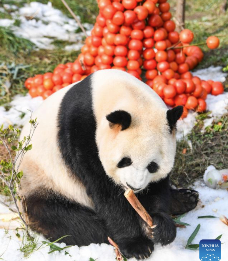 This photo taken on Jan. 1, 2025 shows a panda at Locajoy animal theme park in Yongchuan district of southwest China's Chongqing Municipality. On the first day of the New Year, the Locajoy animal theme park in Chongqing held a celebration for its four giant pandas, marking their first anniversary at the park.

Since their arrival at the park last year, the four giant pandas have successfully adapted to their new surroundings under the attentive care of their keepers. Their relaxed lifestyle and endearing appearance have brought much joy to visitors. (Xinhua/Wang Quanchao)