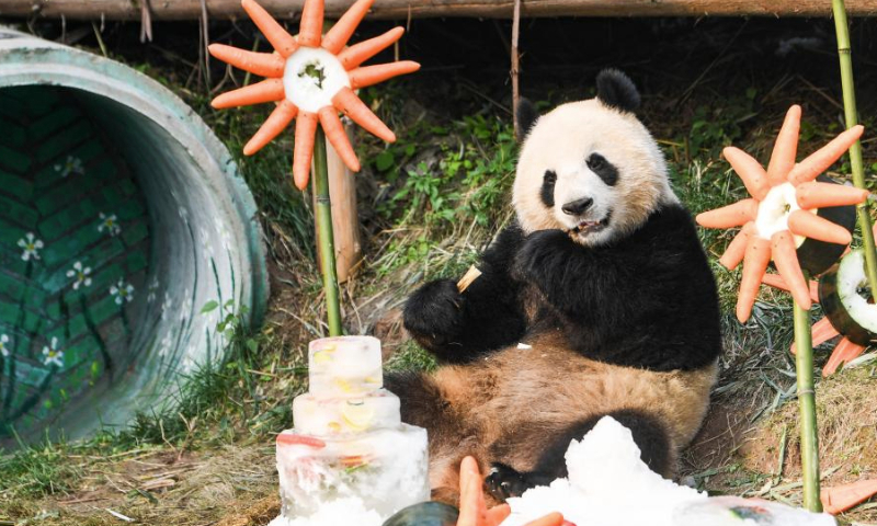 This photo taken on Jan. 1, 2025 shows a panda at Locajoy animal theme park in Yongchuan district of southwest China's Chongqing Municipality. On the first day of the New Year, the Locajoy animal theme park in Chongqing held a celebration for its four giant pandas, marking their first anniversary at the park.

Since their arrival at the park last year, the four giant pandas have successfully adapted to their new surroundings under the attentive care of their keepers. Their relaxed lifestyle and endearing appearance have brought much joy to visitors. (Xinhua/Wang Quanchao)