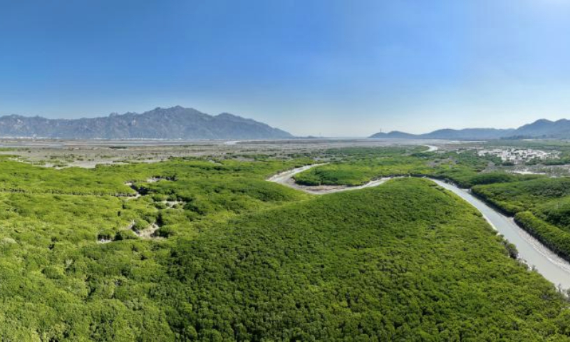 An aerial drone panorama taken on Jan. 4, 2025 shows a view of the Zhangjiangkou National Mangrove Nature Reserve in Yunxiao County, southeast China's Fujian Province. Located in the estuary of the Zhangjiang river, the Zhangjiangkou National Mangrove Nature Reserve covers an area of 2,360 hectares. It was listed as one of the Wetlands of International Importance under the Ramsar Convention on Wetlands in 2008. (Xinhua/Lin Shanchuan)