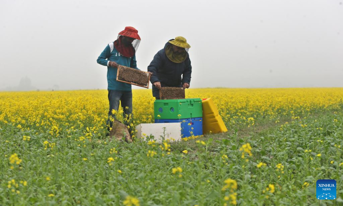 Beekeepers collect honeycombs at a blooming mustard field in Munshiganj, Bangladesh, Jan. 3, 2025. According to the Bangladesh Institute of Apiculture (BIA), around 25,000 cultivators, including 1,000 commercial agriculturists, produce at least 1,500 tonnes of honey a year across the country. (Photo; Xinhua)