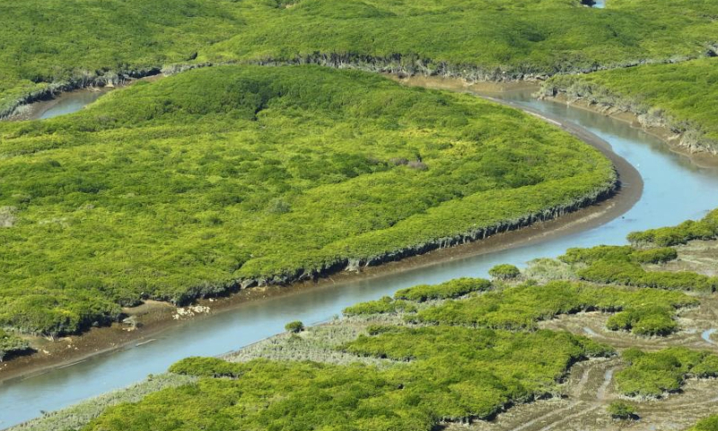 An aerial drone photo taken on Jan. 4, 2025 shows a view of the Zhangjiangkou National Mangrove Nature Reserve in Yunxiao County, southeast China's Fujian Province. Located in the estuary of the Zhangjiang river, the Zhangjiangkou National Mangrove Nature Reserve covers an area of 2,360 hectares. It was listed as one of the Wetlands of International Importance under the Ramsar Convention on Wetlands in 2008. (Xinhua/Lin Shanchuan)