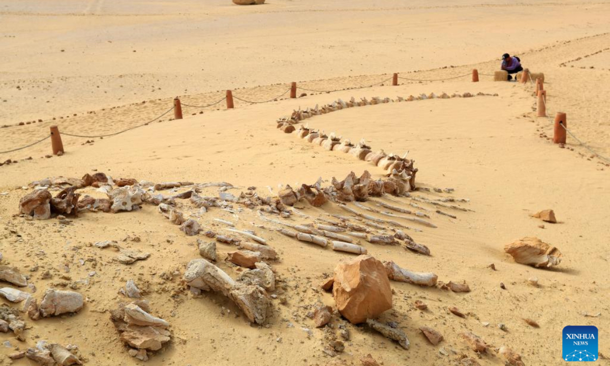 This photo taken on Dec. 26, 2024 shows whale fossil remains at Wadi Al-Hitan, or the Whale Valley, in Fayoum, Egypt. Wadi Al-Hitan, or the Whale Valley, located in the desert of Fayoum, features invaluable fossil remains of the earliest, and now extinct, suborder of whales, Archaeoceti. It was designated a United Nations Educational, Scientific and Cultural Organization (UNESCO) World Heritage Site in 2005. (Photo: Xinhua)