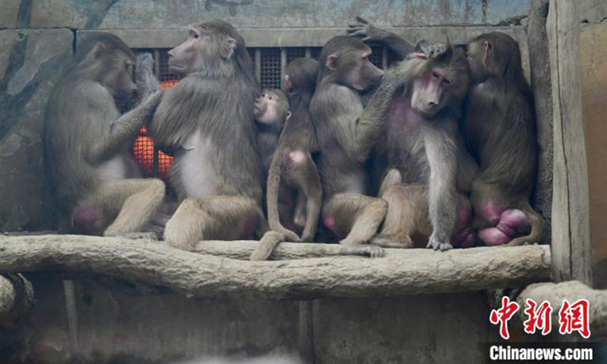 A group of baboons warm themselves around an electric heater at Chengdu Zoo in Chengdu, southwest China's Sichuan province, Dec. 24, 2019. Photo: China News Service