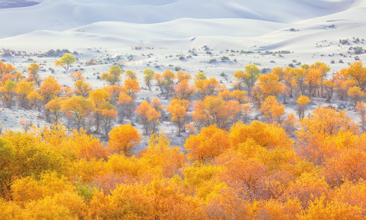 A view of a populus euphratica forest in the Taklimakan Desert,  Northwest China's Xinjiang Uygur Autonomous Region Photo: VCG