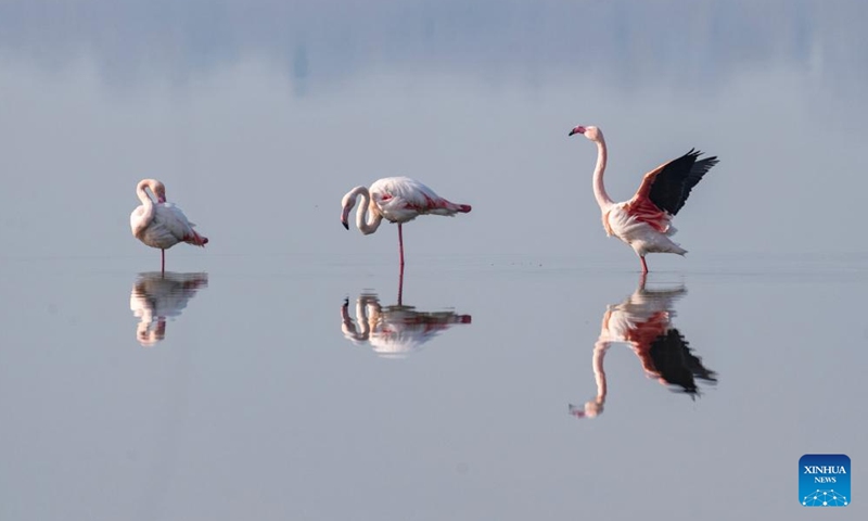 This photo taken on Jan. 1, 2025 shows flamingos resting at a salt lake wetland after they arrive for wintering in Yuncheng City, north China's Shanxi Province. (Photo by Xue Jun/Xinhua)