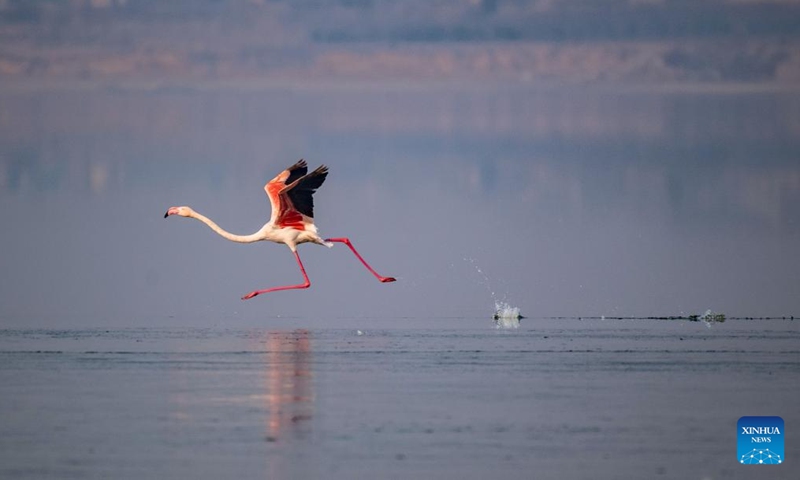 This photo taken on Jan. 1, 2025 shows a flamingo at a salt lake wetland after it arrives for wintering in Yuncheng City, north China's Shanxi Province. (Photo by Xue Jun/Xinhua)