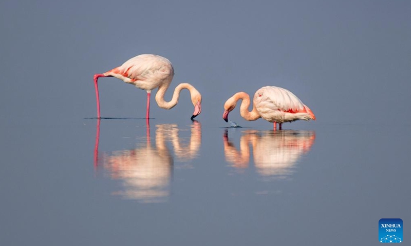 This photo taken on Jan. 1, 2025 shows flamingos resting at a salt lake wetland after they arrive for wintering in Yuncheng City, north China's Shanxi Province. (Photo by Xue Jun/Xinhua)