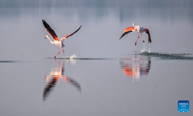 This photo taken on Jan. 1, 2025 shows flamingos at a salt lake wetland after they arrive for wintering in Yuncheng City, north China's Shanxi Province. (Photo by Xue Jun/Xinhua)