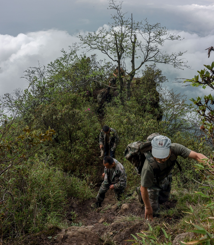 Forest rangers patrol in the Giant Panda National Park in the forest in Chengdu, Southwest China's Sichuan Province, on June 1, 2022. Photo: VCG