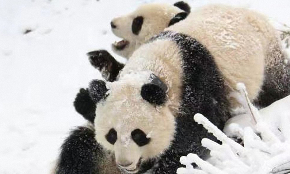 Two pandas are playing in the snow in Daxiangling Giant Panda Wild Training and Releasing Base in the Giant Panda National Park on December 23, 2021. Photo: VCG