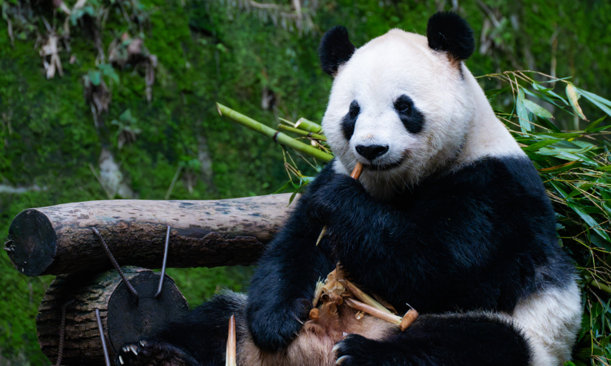 Female giant panda Lanxiang eats bamboo at Chongqing Zoo on November 23, 2024. Photo: VCG