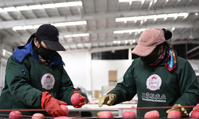 Staff members sort apples at a fruit company in Luochuan County, northwest China's Shaanxi Province, Jan. 6, 2025. Recently, Luochuan County witnessed a peak season of apple sales. Located on the Loess Plateau, the county is suitable for apple planting. In 2024, Luochuan County's apple output reached about 1.14 million tonnes. (Xinhua/Zhang Bowen)