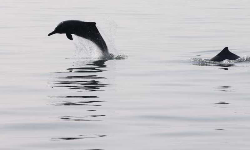 This photo taken on Jan. 6, 2025 shows a Chinese white dolphin calf (L) bursting through the surface near Sanniang bay in Qinzhou City, south China's Guangxi Zhuang Autonomous Region. Sanniang Bay, located along the Beibu Gulf in the South China Sea, is dubbed the hometown of Chinese white dolphins.

According to the data of a team that has been doing research on whales and dolphins in the Beibu Gulf for a long time, the population of Chinese white dolphins with Sanniang Bay as their main activity area is about 350-450.

An endangered species under first-class national protection in China, the Chinese white dolphin was included on the International Union for Conservation of Nature (IUCN) Red List of Threatened Species in 2008. Highly sensitive to marine water quality, these smart guys are also viewed as a health indicator of the ecosystem they live in. (Xinhua/Lyu Shuai)