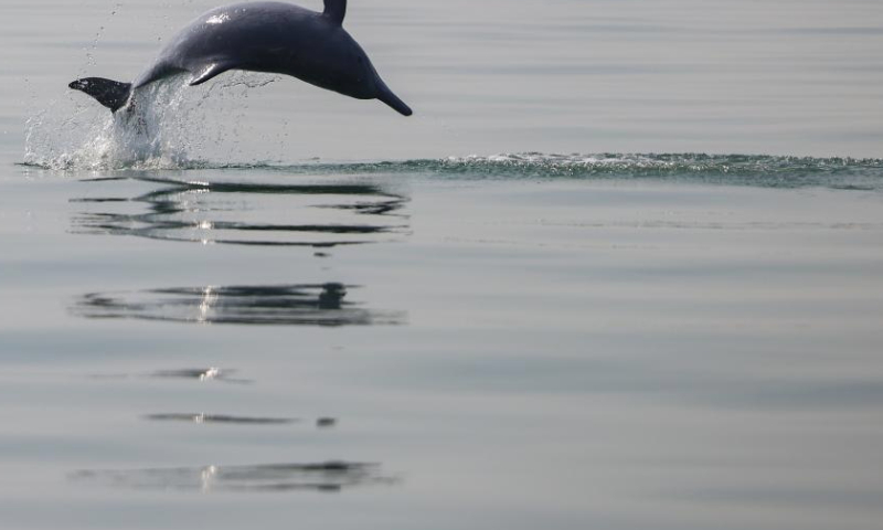 This photo taken on Jan. 6, 2025 shows a Chinese white dolphin bursting through the surface near Sanniang bay in Qinzhou City, south China's Guangxi Zhuang Autonomous Region. Sanniang Bay, located along the Beibu Gulf in the South China Sea, is dubbed the hometown of Chinese white dolphins.

According to the data of a team that has been doing research on whales and dolphins in the Beibu Gulf for a long time, the population of Chinese white dolphins with Sanniang Bay as their main activity area is about 350-450.

An endangered species under first-class national protection in China, the Chinese white dolphin was included on the International Union for Conservation of Nature (IUCN) Red List of Threatened Species in 2008. Highly sensitive to marine water quality, these smart guys are also viewed as a health indicator of the ecosystem they live in. (Xinhua/Fang Xin)