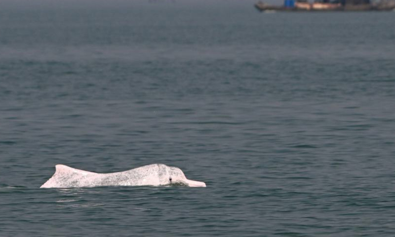 This photo taken on Jan. 6, 2025 shows a Chinese white dolphin in the waters near Sanniang bay in Qinzhou City, south China's Guangxi Zhuang Autonomous Region. Sanniang Bay, located along the Beibu Gulf in the South China Sea, is dubbed the hometown of Chinese white dolphins.

According to the data of a team that has been doing research on whales and dolphins in the Beibu Gulf for a long time, the population of Chinese white dolphins with Sanniang Bay as their main activity area is about 350-450.

An endangered species under first-class national protection in China, the Chinese white dolphin was included on the International Union for Conservation of Nature (IUCN) Red List of Threatened Species in 2008. Highly sensitive to marine water quality, these smart guys are also viewed as a health indicator of the ecosystem they live in. (Xinhua/Chen Zhonghao)