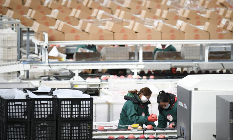 Staff members sort apples at a fruit company in Luochuan County, northwest China's Shaanxi Province, Jan. 6, 2025. Recently, Luochuan County witnessed a peak season of apple sales. Located on the Loess Plateau, the county is suitable for apple planting. In 2024, Luochuan County's apple output reached about 1.14 million tonnes. (Xinhua/Zhang Bowen)