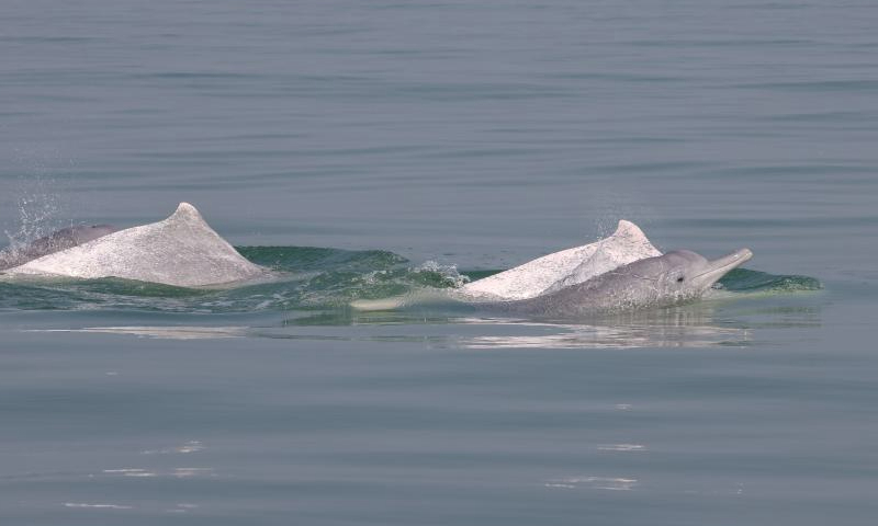 This photo taken on Jan. 6, 2025 shows Chinese white dolphins in the waters near Sanniang bay in Qinzhou City, south China's Guangxi Zhuang Autonomous Region. Sanniang Bay, located along the Beibu Gulf in the South China Sea, is dubbed the hometown of Chinese white dolphins.

According to the data of a team that has been doing research on whales and dolphins in the Beibu Gulf for a long time, the population of Chinese white dolphins with Sanniang Bay as their main activity area is about 350-450.

An endangered species under first-class national protection in China, the Chinese white dolphin was included on the International Union for Conservation of Nature (IUCN) Red List of Threatened Species in 2008. Highly sensitive to marine water quality, these smart guys are also viewed as a health indicator of the ecosystem they live in. (Xinhua/Lyu Shuai)

