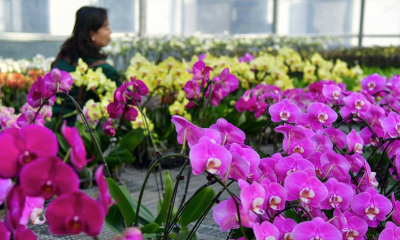 This photo taken on Jan. 8, 2025 shows butterfly orchids at a greenhouse in Boshan District, Zibo City of east China's Shandong Province. Flower growers in Boshan District are preparing for the peak sales season during the holidays. In recent years, Boshan has introduced leading floral production enterprises to cultivate butterfly orchids and other flowers. (Xinhua/Zhu Zheng)