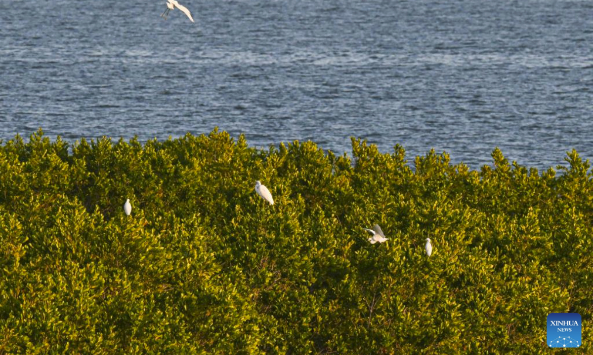 Egrets perch at the Hainan Lingshui Mangrove National Wetland Park in south China's Hainan Province, Jan. 31, 2025. Home to thousands of waterfowl, the park covering 958.22 hectares has resulted from uncompromising efforts of the local authorities since 2016 to restore and protect the mangrove ecological systems. (Xinhua/Pu Xiaoxu)