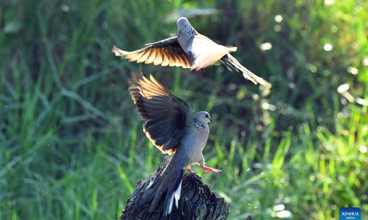 This photo shows the scenery of Diyasaru Park in Kotte, Sri Lanka, Feb 1, 2025. Photo:Xinhua