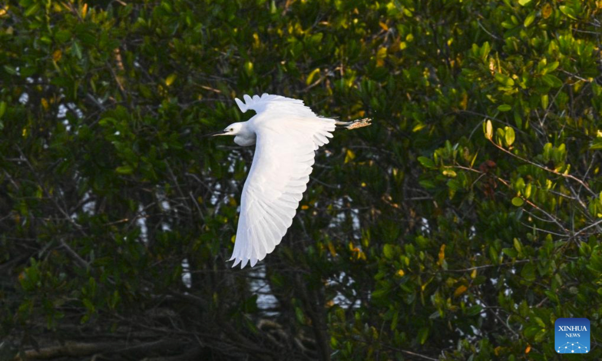 Hainan's mangrove wetland park becomes home for waterfowl through ecological restoration